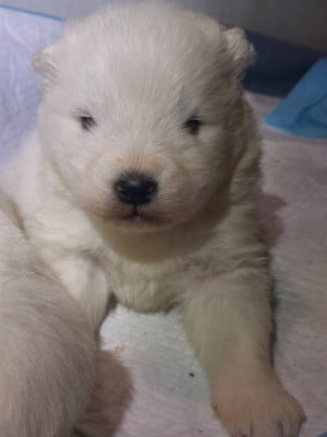 Les chiots de Samoyède