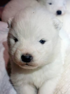 Les chiots de Samoyède