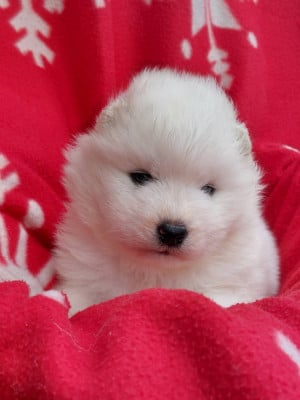 Les chiots de Samoyède