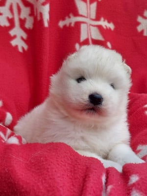 Les chiots de Samoyède