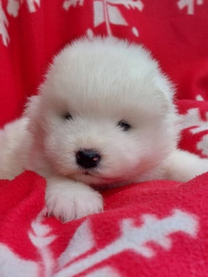 Les chiots de Samoyède