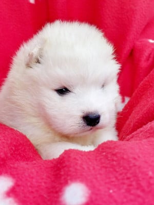 Les chiots de Samoyède