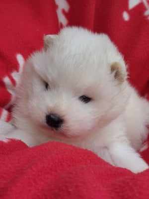 Les chiots de Samoyède