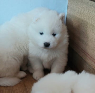 Les chiots de Samoyède