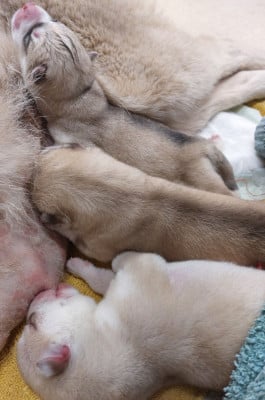 Les chiots de Siberian Husky