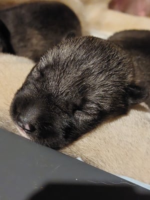 Les chiots de Siberian Husky