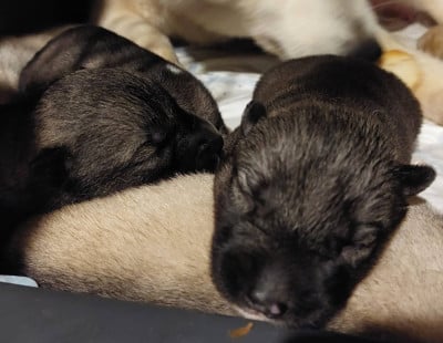 Les chiots de Siberian Husky
