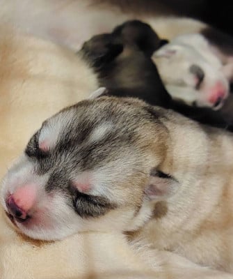 Les chiots de Siberian Husky