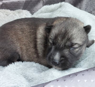 Les chiots de Siberian Husky