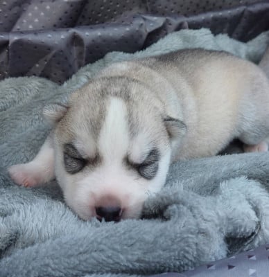 Les chiots de Siberian Husky