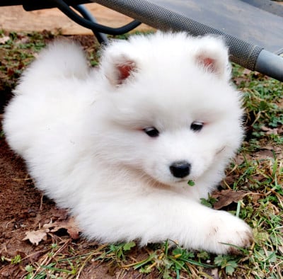Les chiots de Samoyède