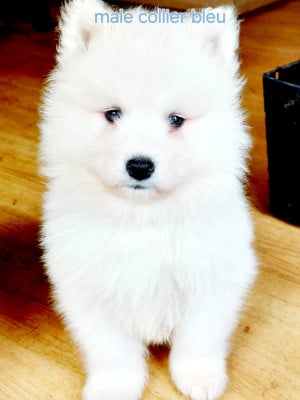 Les chiots de Samoyède