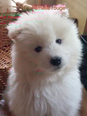 Les chiots de Samoyède