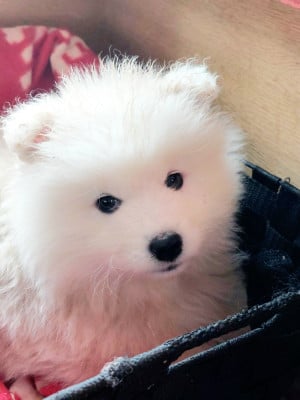 Les chiots de Samoyède