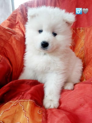 Les chiots de Samoyède