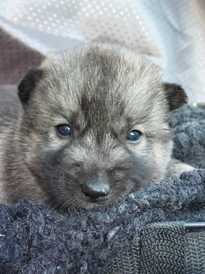 Les chiots de Siberian Husky