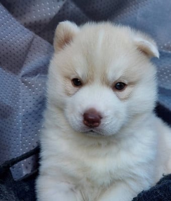 Les chiots de Siberian Husky