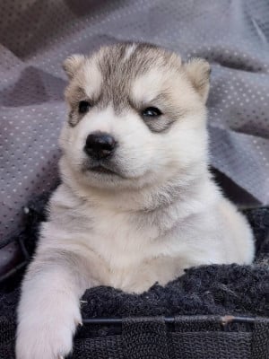 Les chiots de Siberian Husky