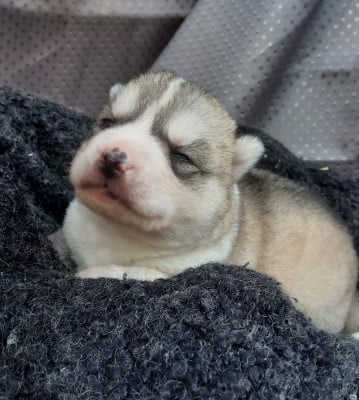 Male gris aux yeux bleus - Siberian Husky