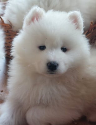 Les chiots de Samoyède