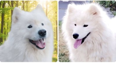 Les chiots de Samoyède