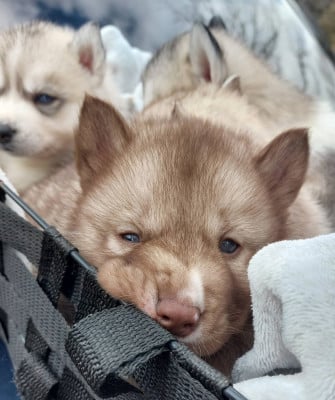 Les chiots de Siberian Husky