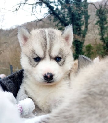 Les chiots de Siberian Husky