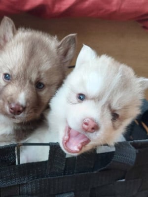 Les chiots de Siberian Husky