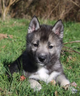 Les chiots de Siberian Husky