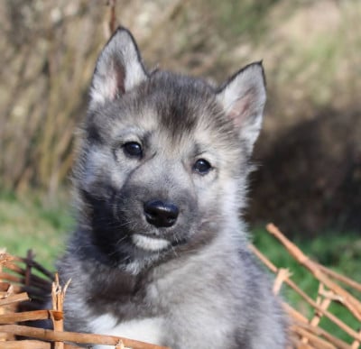 Les chiots de Siberian Husky