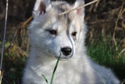 Les chiots de Siberian Husky