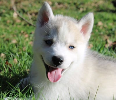 Les chiots de Siberian Husky