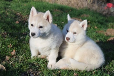 Les chiots de Siberian Husky