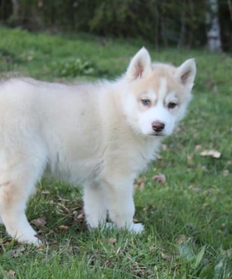 Les chiots de Siberian Husky