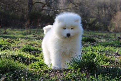 Les chiots de Samoyède