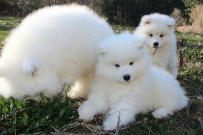 Les chiots de Samoyède
