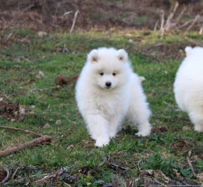 Les chiots de Samoyède