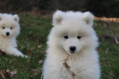 Les chiots de Samoyède