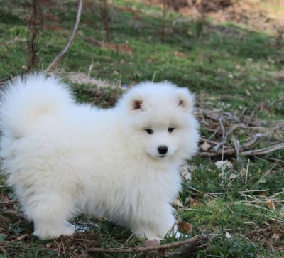 Les chiots de Samoyède