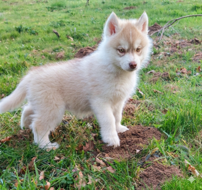 Les chiots de Siberian Husky