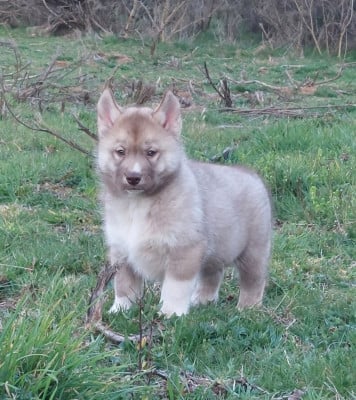 Les chiots de Siberian Husky