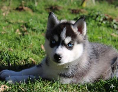 Les chiots de Siberian Husky
