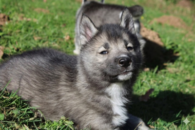 Les chiots de Siberian Husky