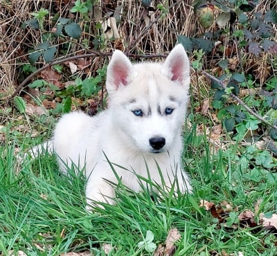 Les chiots de Siberian Husky