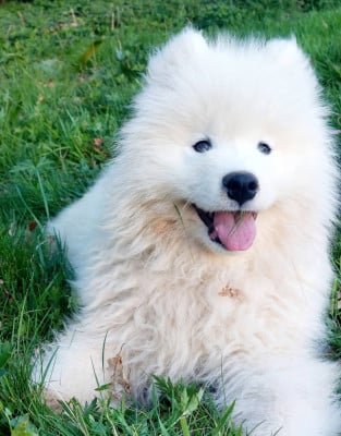 Les chiots de Samoyède