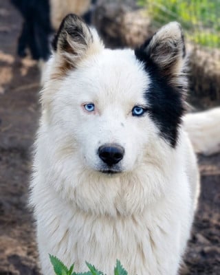 Les chiots de Laika de iakoutie