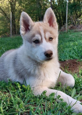 Les chiots de Siberian Husky