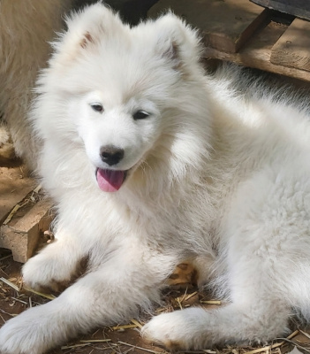 Les chiots de Samoyède