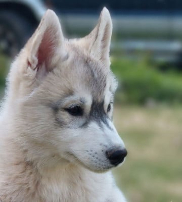 Les chiots de Siberian Husky