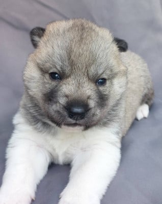 Les chiots de Siberian Husky
